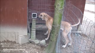 Great Dane pays the price for trying to play with barn cat