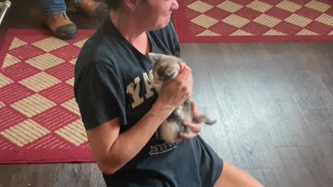 Husband Surprises His Wife With a Kitten