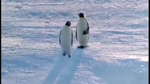 Animal penguins