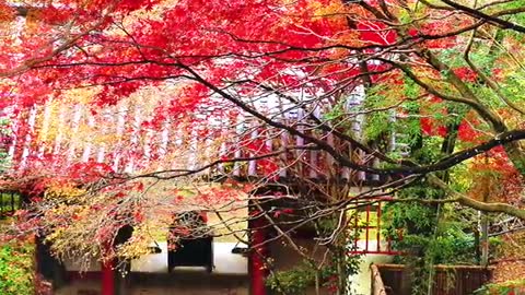 A wisp of autumn wind