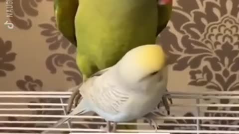 Cute parrot asks to gives a kiss
