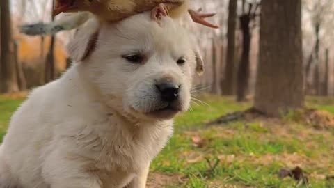 Baby dog playing with bird