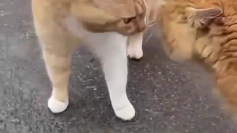 Best_Cute_Cats🐶Funny_Fail_ops_Moments_Viral_Clips_#shorts_V