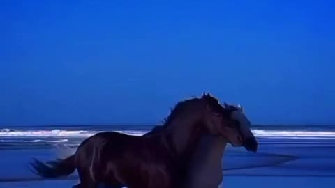 Horse lover
