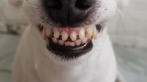 Funny Dog Can Smile 😂😂 - He Has Better Teeth Than Me 😂😂