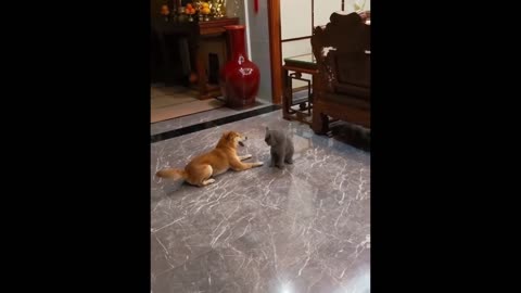 New Funny Animals | Funniest Cats and Dogs Videos _1080p
