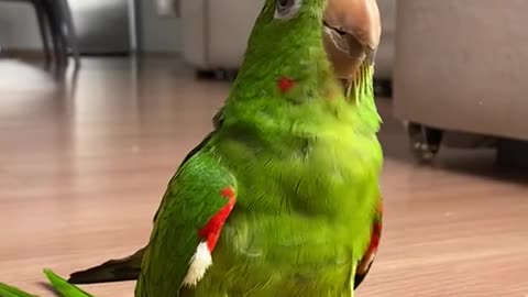 Parrot Adapts To Prosthetics