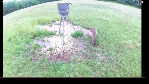 What's at the feeder LIVE after the storms? 5/10/2023