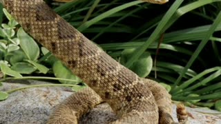 Did you know? The Rattlesnake
