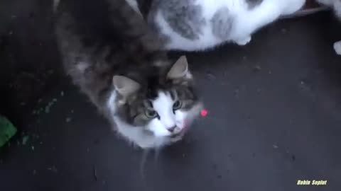 Cute cat is saying something to me