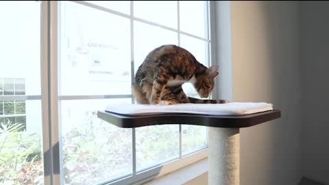 Cardboard cat scratching post lounge |escalada rascador arbol para gatos