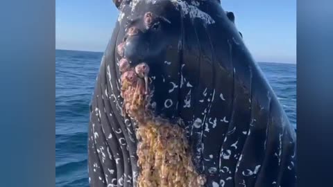 It's not everyday whales go whale watching, but when they do it's pretty incredible