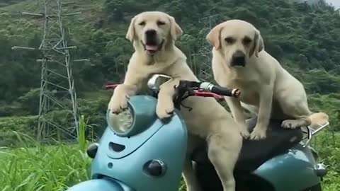 Two funniest dogs Driving a motorcycle