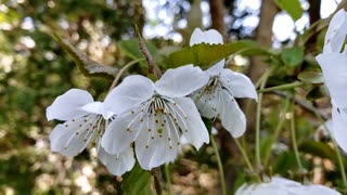 Single layered patels white Cherry Blossom 2024