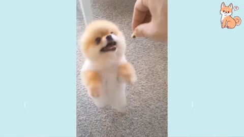 Cutie pie dog
