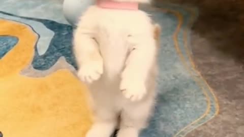 Konten Video Kucing Lucu Terbaru