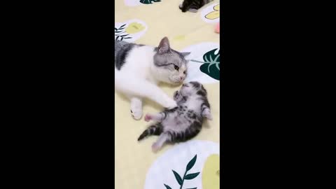 Mommy Cat playing with her cute little kitten