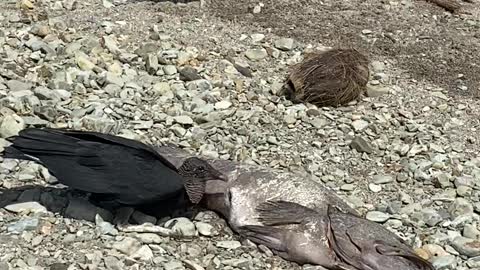 Raptors eating a huge fish at the beach