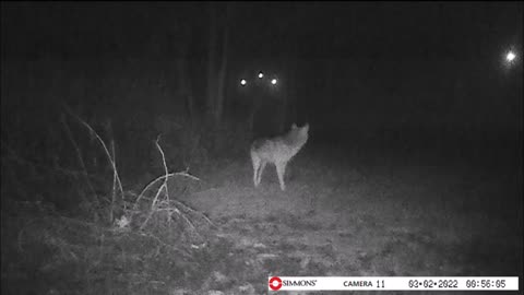 Backyard Trail Cam - Coyote
