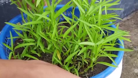 Easy way to grow water spinach / how to grow water spinach in just 20 days