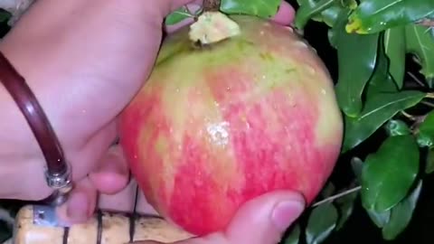 Pomegranate Cutting