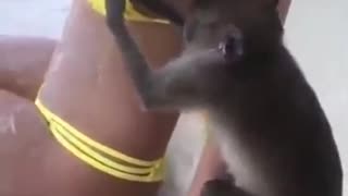 monkey feeling up a chick in a bikini