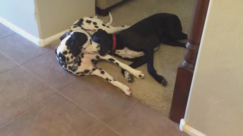 Dogs share precious friendship together