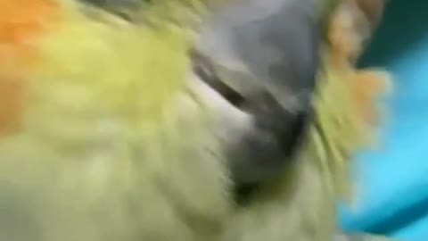 Bird can smile