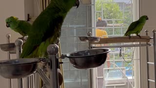 Parrots Singing Happy Birthday
