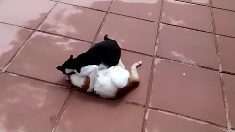 EPIC Cat Fight Compilation!