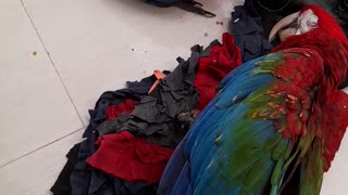 Pet Birds - Macaw