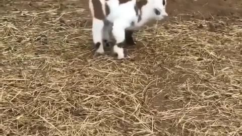 Cute goat somersaults