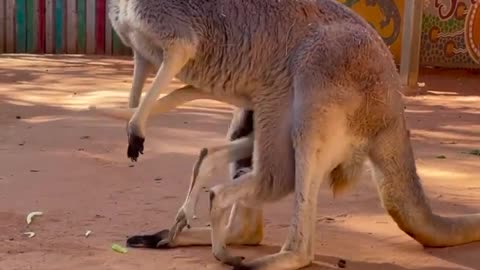 Baby Kangaroo in Pouch