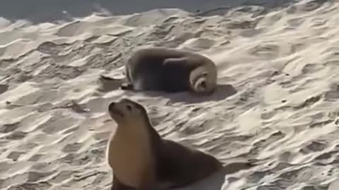 This seal is so lazy that it goes downhill in such a way that it's hilarious