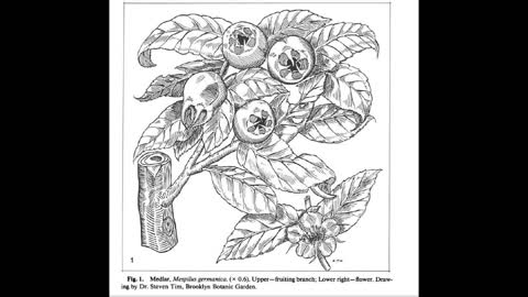 Old World Agriculture Medlar History