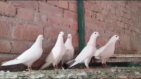 Moti waly wahshi breeder pair pigeon beautiful