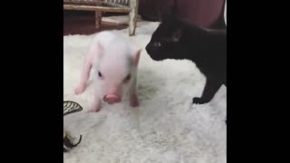 Piggy & cat best friends/ funny animals