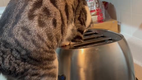 Cat Catches Mouse Hiding in Toaster