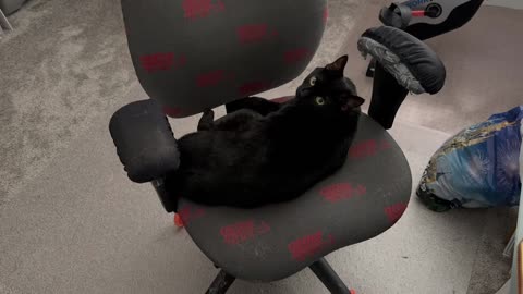 Adopting a Cat from a Shelter Vlog - Cute Precious Piper is Caught Doing Her Exercises in Her Office