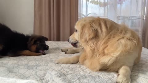 How a Golden Retriever and a German Shepherd Puppy Play