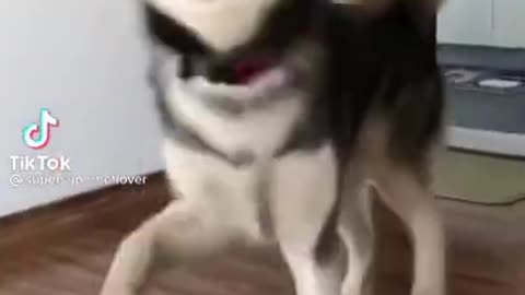 Funny Dogs of Tik Tok | Dancing Husky