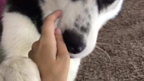 Husky loves sausage too much