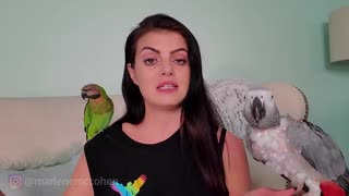 6 GREAT WAYS TO TEACH YOUR PARROT HOW TO TALK!