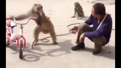 Funniest Monkey - cute and funny monkey videos