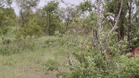 deer fights ram fights wildlife