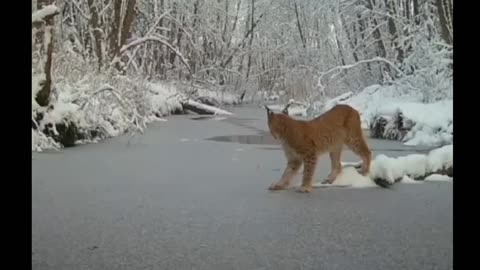 the camera captured a feline on the ice 🎥