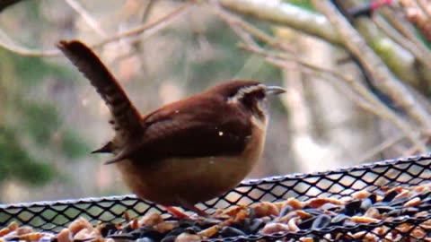 Wren