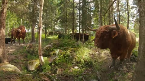 Highland Cattle bulls resting in the woods