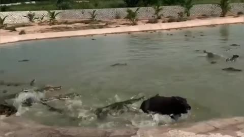 Corcodile Eating Other Animals