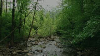 florestas, rios , natureza